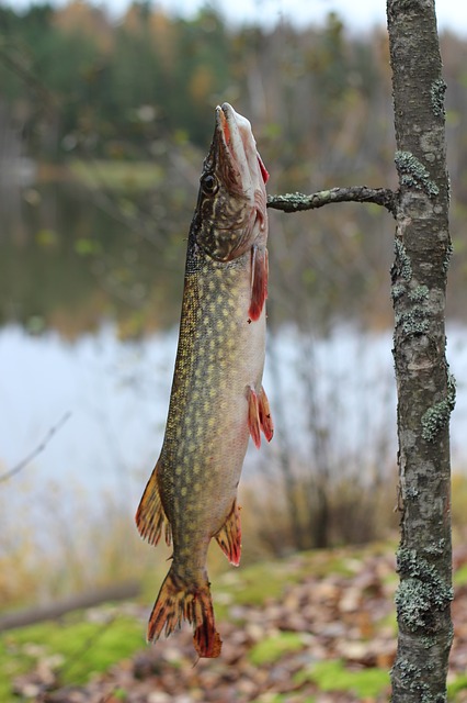 gädda